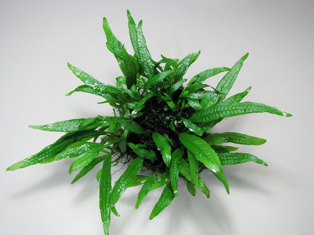 ミクロソリウムsp．スモールリーフ - グラスゲート