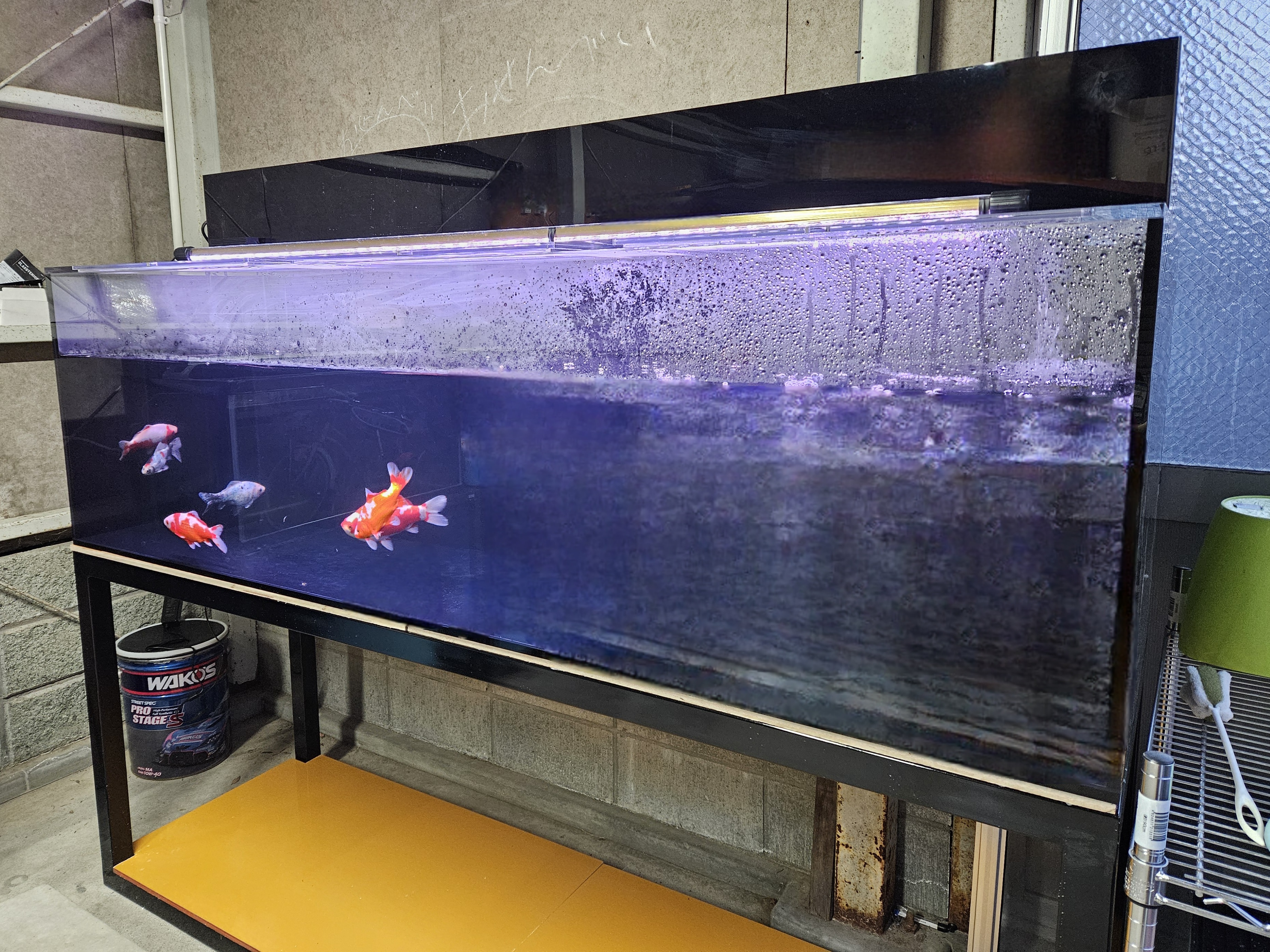 アクアランドはなばた | 福島県いわき市の熱帯魚屋 / 【180×90×60cm