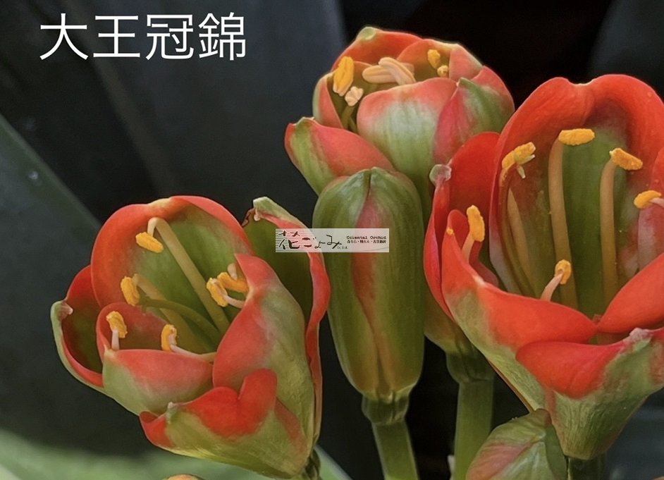 富貴蘭「紫織」（赤花の白黄縞種極上柄株立ち） 富貴蘭「紫織」（赤花