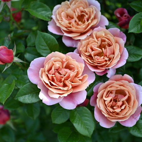 展示会用の見本苗】ピンク・ビンテージ（2402M） – はなはなショップ