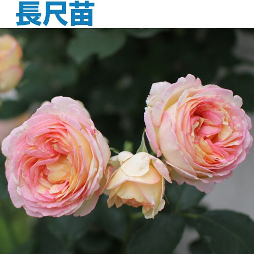 長尺苗 – はなはなショップ