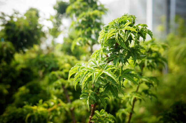 モミジ 【獅子頭（シシガシラ）】 4号ロングポット