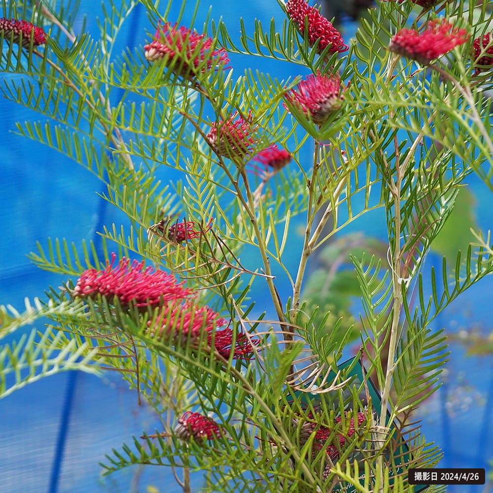 グレビレア レッドフックス 苗 販売 苗木部 By 花ひろばオンライン