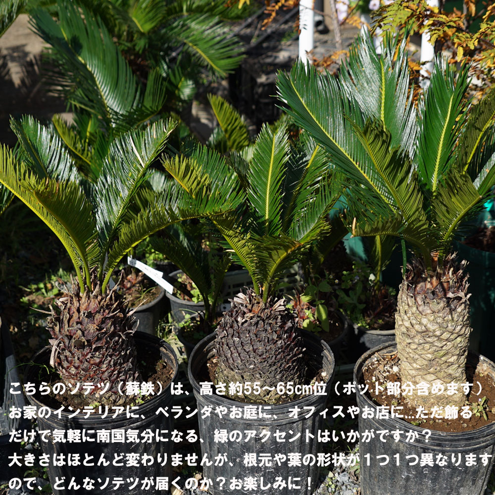 ソテツ 苗 鉢植え 苗木部 By 花ひろばオンライン
