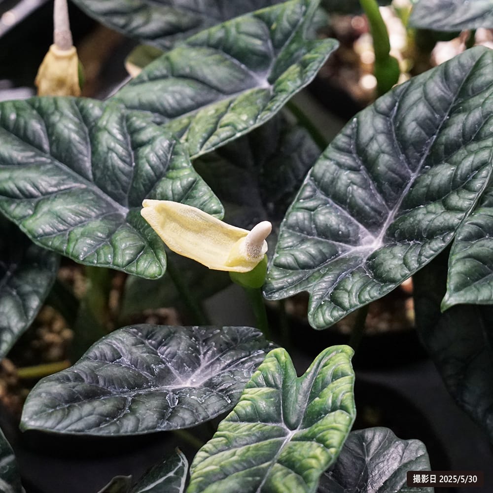 アロカシア シヌアータ 苗 販売 苗木部 By 花ひろばオンライン