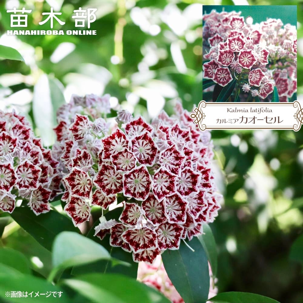 バラ オールドローズ ブラッシュノワゼット 苗 販売 苗木部 By 花