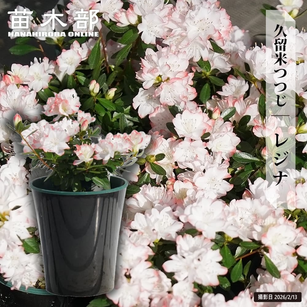 ディクソニア アンタルクティカ 苗 販売 苗木部 By 花ひろばオンライン