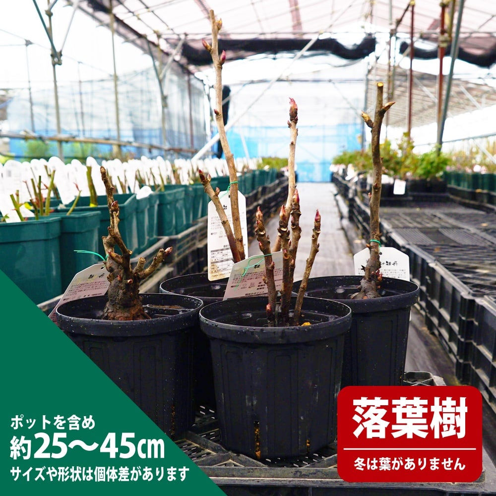 000000049969-03.jpg?size=l&w=