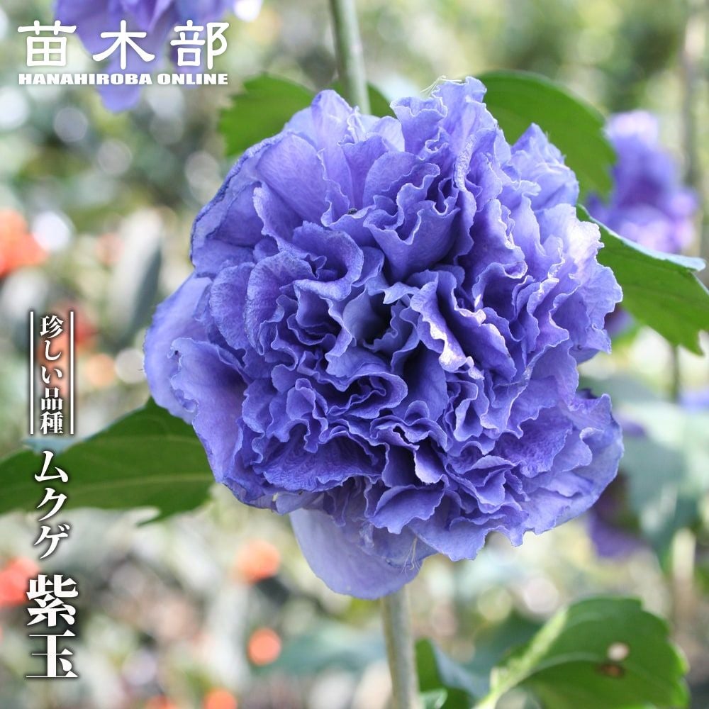 エリオステモン プロファッション 苗 販売 苗木部 By 花ひろばオンライン