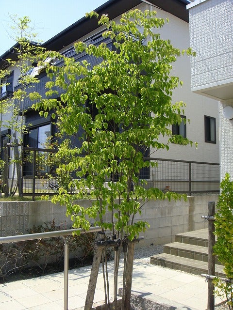 ヤマボウシ 苗 育て方 苗木部 By 花ひろばオンライン