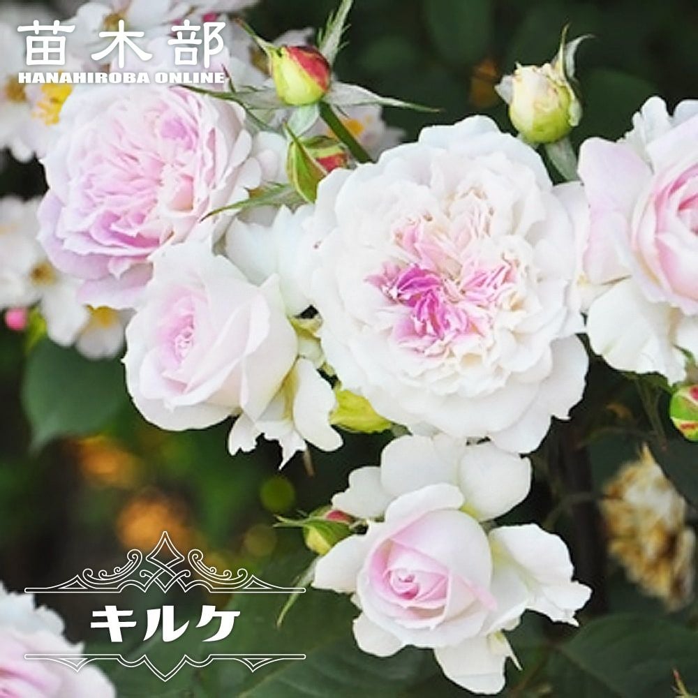香りが強いバラ | 苗木部 本店 By 花ひろばオンライン