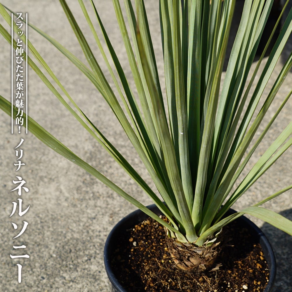 ダシリリオン グラウコフィラム 苗 販売 苗木部 By 花ひろばオンライン