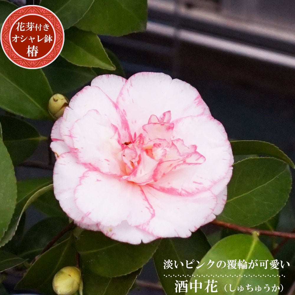 000000084007-01.jpg?size=l&w=