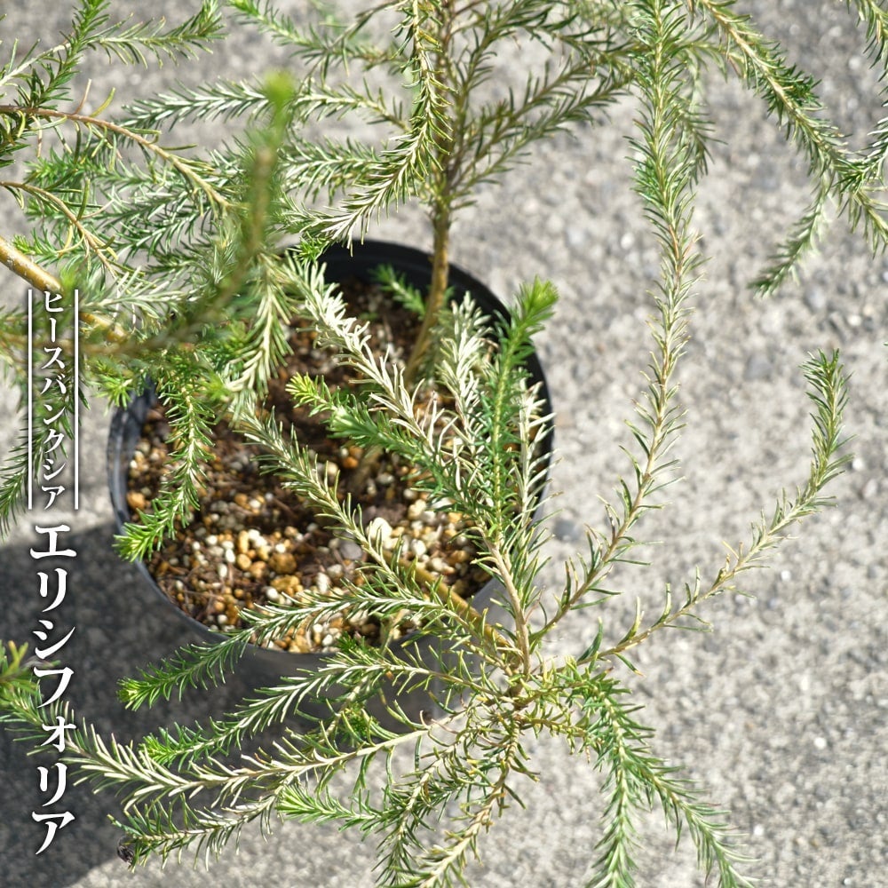 ユッカ ロストラータ ハイブリッドの通販 苗木部 By 花ひろばオンライン