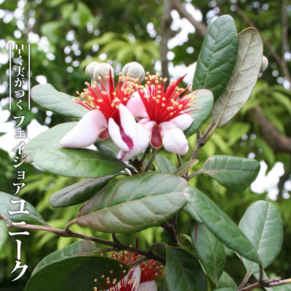 000000094526-01.jpg?size=l&w=