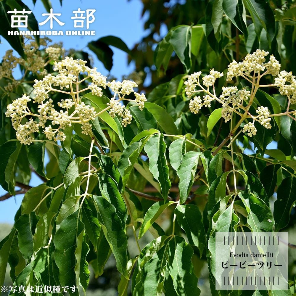 アボカド ウィンターメキシカン Aタイプ 苗 販売 苗木部 By 花ひろば