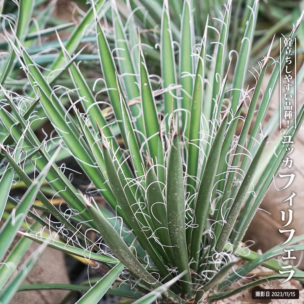 000000096098-01.jpg?size=l&w=