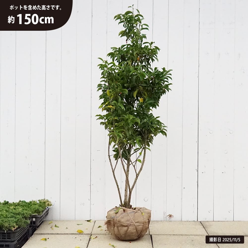 ソヨゴ 苗 通販 苗木部 By 花ひろばオンライン