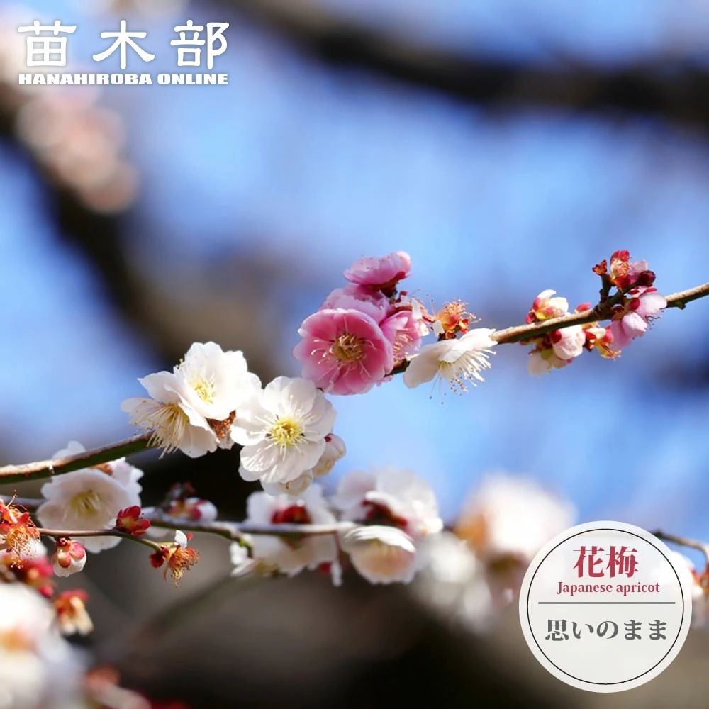 ヤマアジサイ 【伊予絣 （いよがすり）】 ポット苗 写真ラベルなし