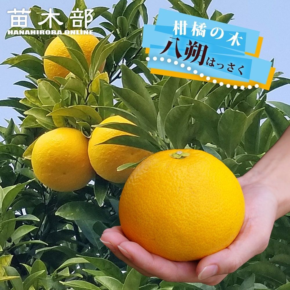 八朔 雑柑類 苗 育て方 苗木部 By 花ひろばオンライン