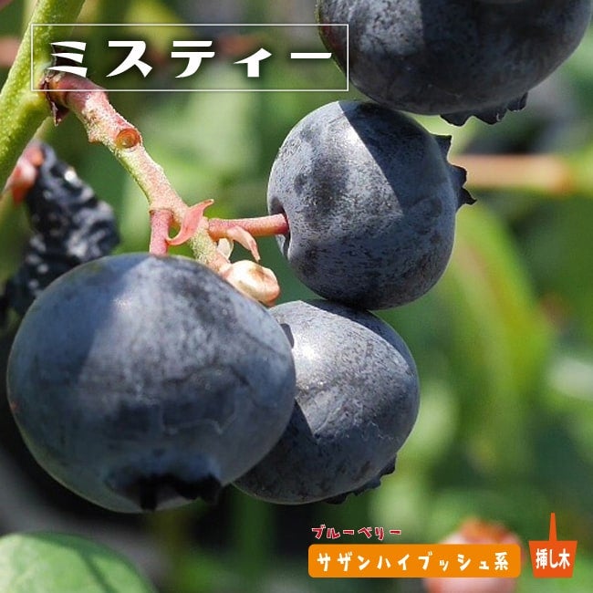 000000004135-01.jpg?size=l&w=