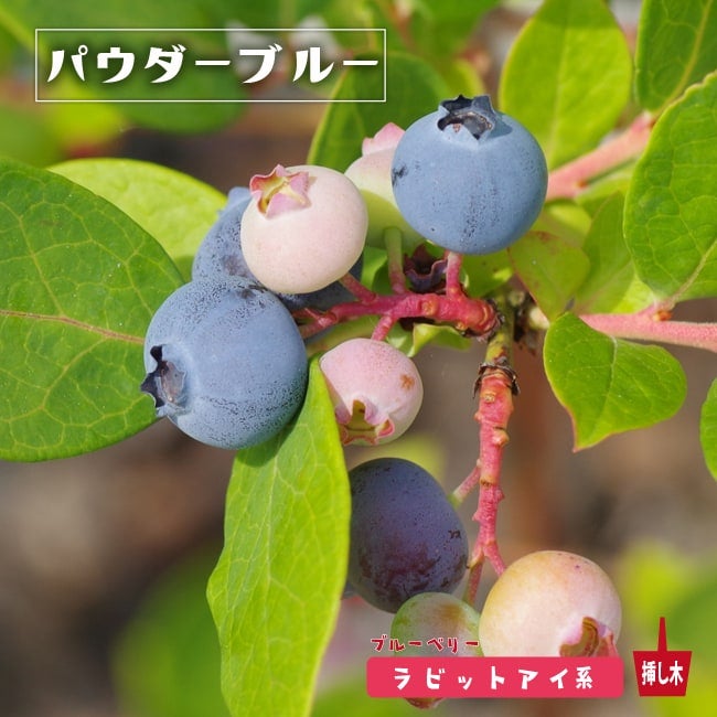 000000004145-01.jpg?size=l&w=