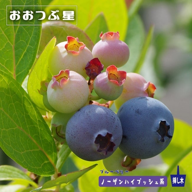 000000004143-01.jpg?size=l&w=