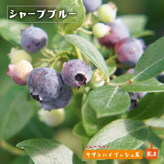 000000004159-01.jpg?size=l&w=