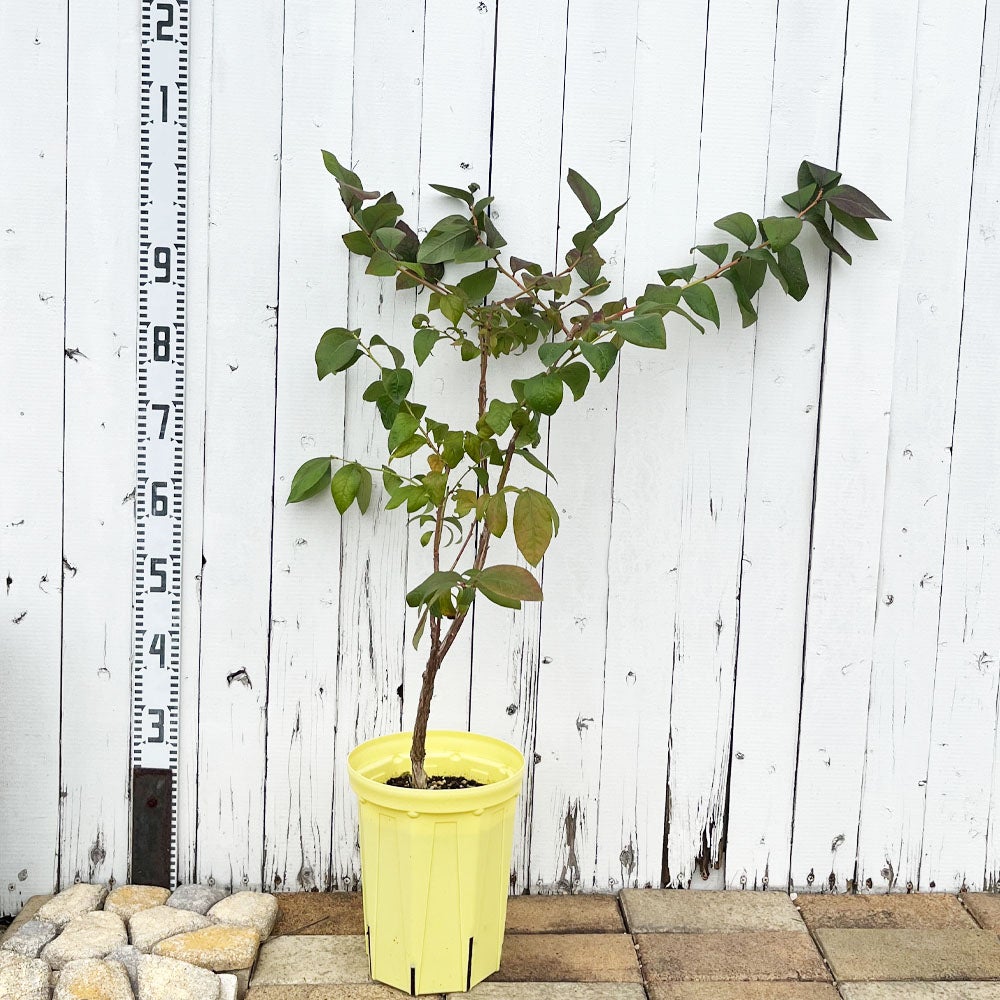 000000004213-02.jpg?size=l&w=