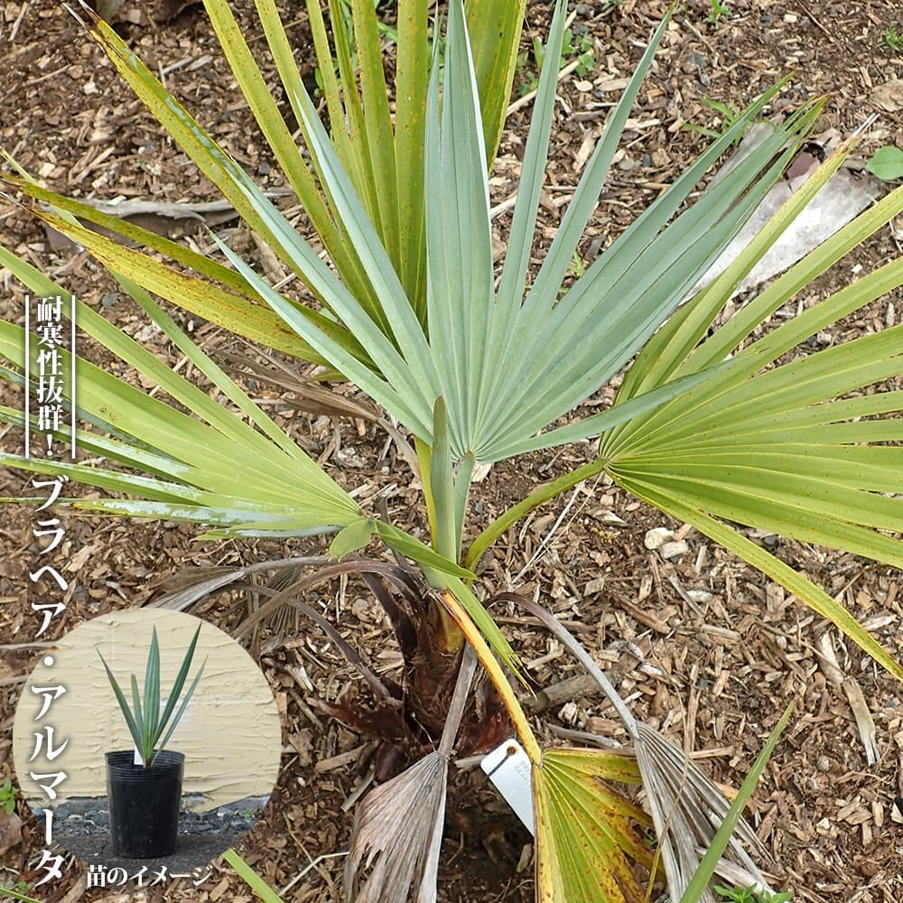 ブラヘア カルカレア 苗 販売 苗木部 By 花ひろばオンライン