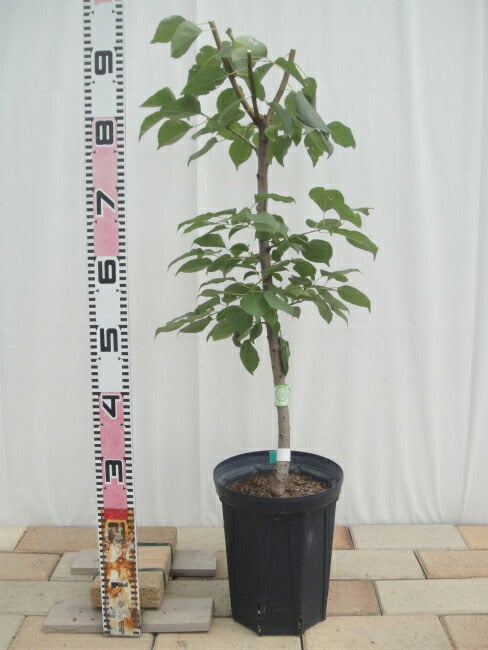 000000016879-02.jpg?size=l&w=