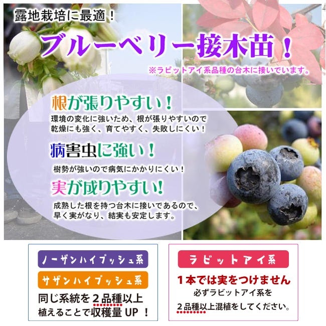 ブルーベリー ノーザンハイブッシュ系 カラーズチョイス 苗 通販 苗木部