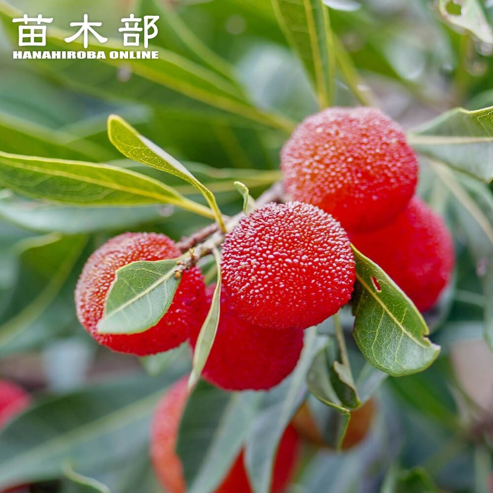 ヤマモモ メス 東魁 苗 通販 苗木部 By 花ひろばオンライン