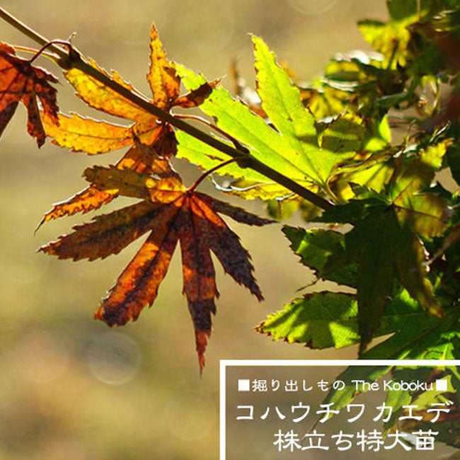 000000026379-05.jpg?size=l&w=