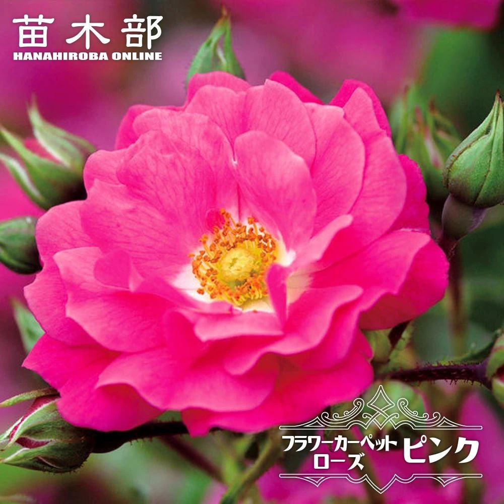 バラ フラワーカーペットローズ ピンク 苗 販売 苗木部 By 花ひろば