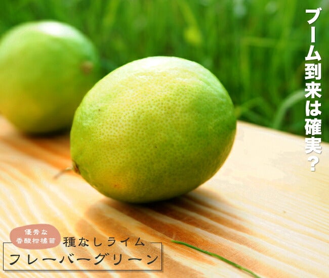 000000031649-01.jpg?size=l&w=