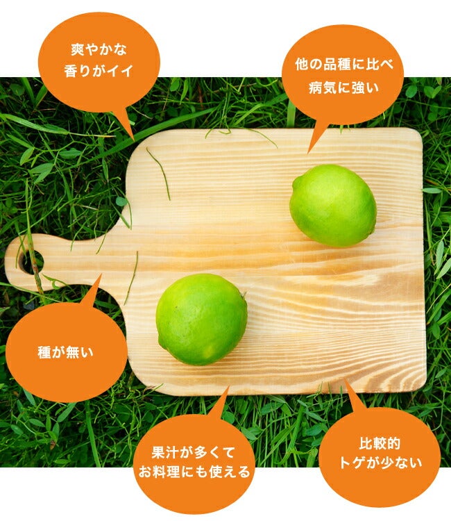 000000031649-03.jpg?size=l&w=