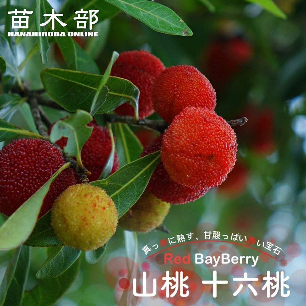 000000034362-01.jpg?size=l&w=