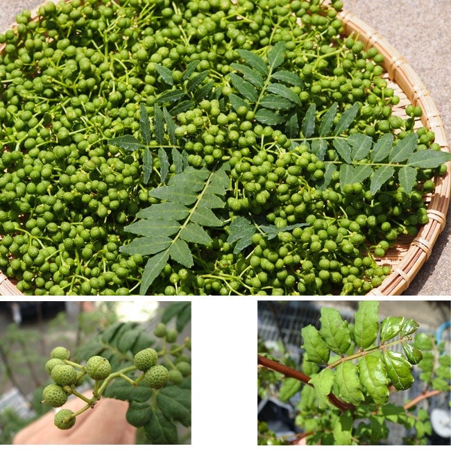 000000035491-02.jpg?size=l&w=