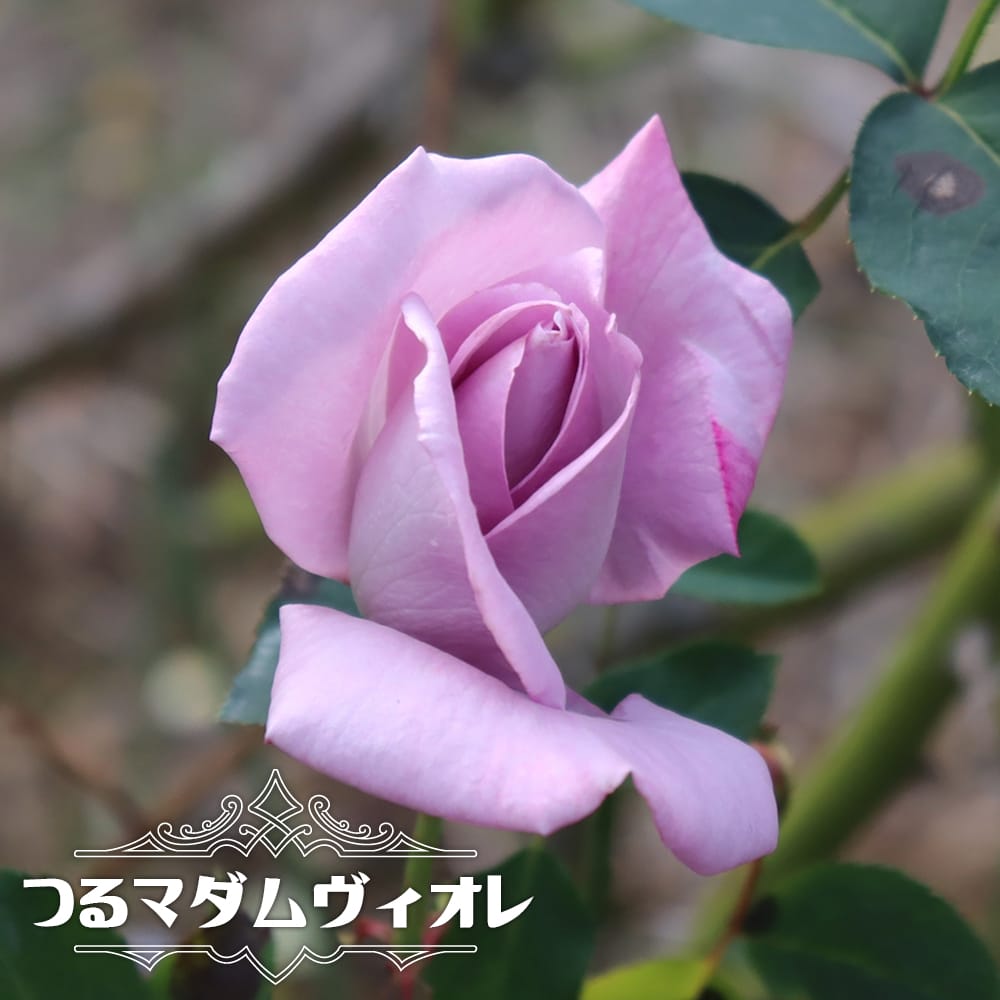 バラ売りしたいので、コメントで教えてください まとめ売り(バラ売りの