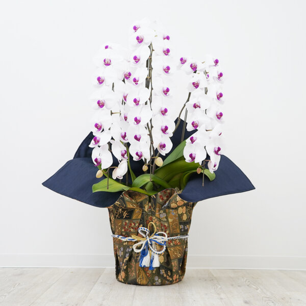 胡蝶蘭 生花 青 / 鉢 ノーマル 青 - 京都で胡蝶蘭と西陣織融合させた