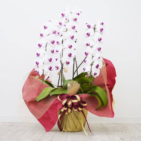 鉢から選ぶ アーカイブ - 京都で胡蝶蘭と西陣織融合させた高級なギフト