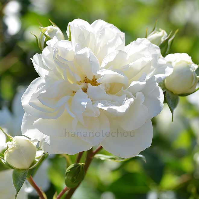 バラ ホワイト メイディランド｜ROSE White Meidiland｜花の手帖のweb