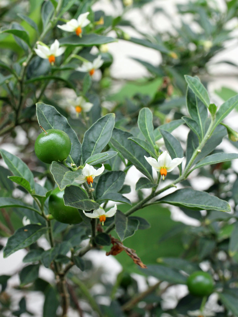 タマサンゴ (玉珊瑚) - 【植物図鑑】 花の名前を調べる - hananani.com
