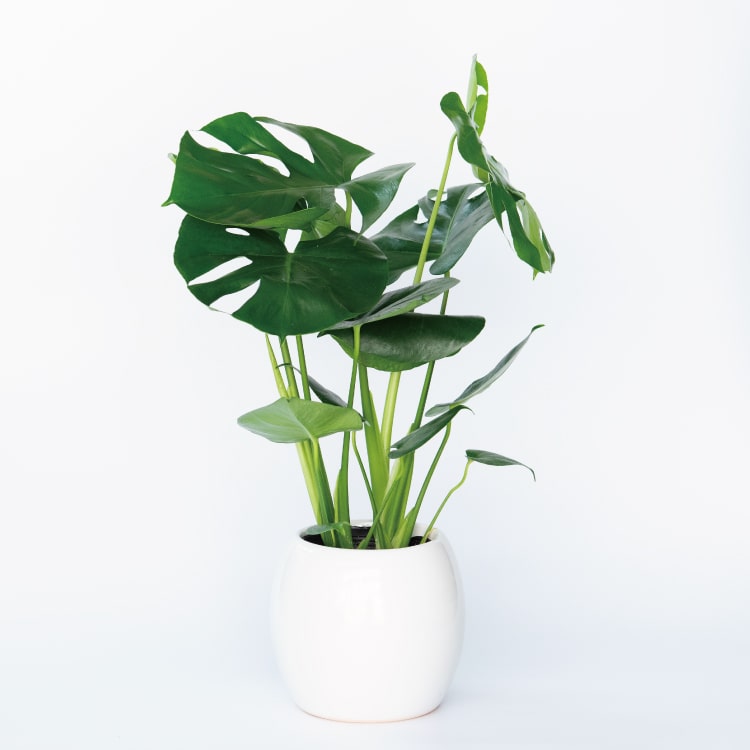 モンステラ（Mサイズ） | 花屋 はな輔