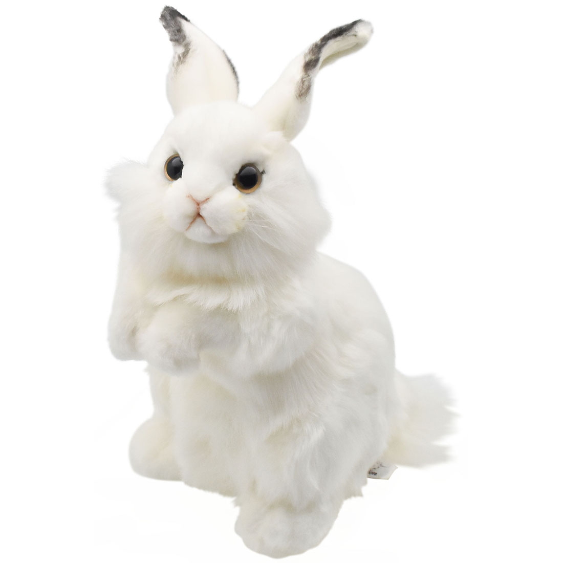 シロウサギ 30 | HANSA