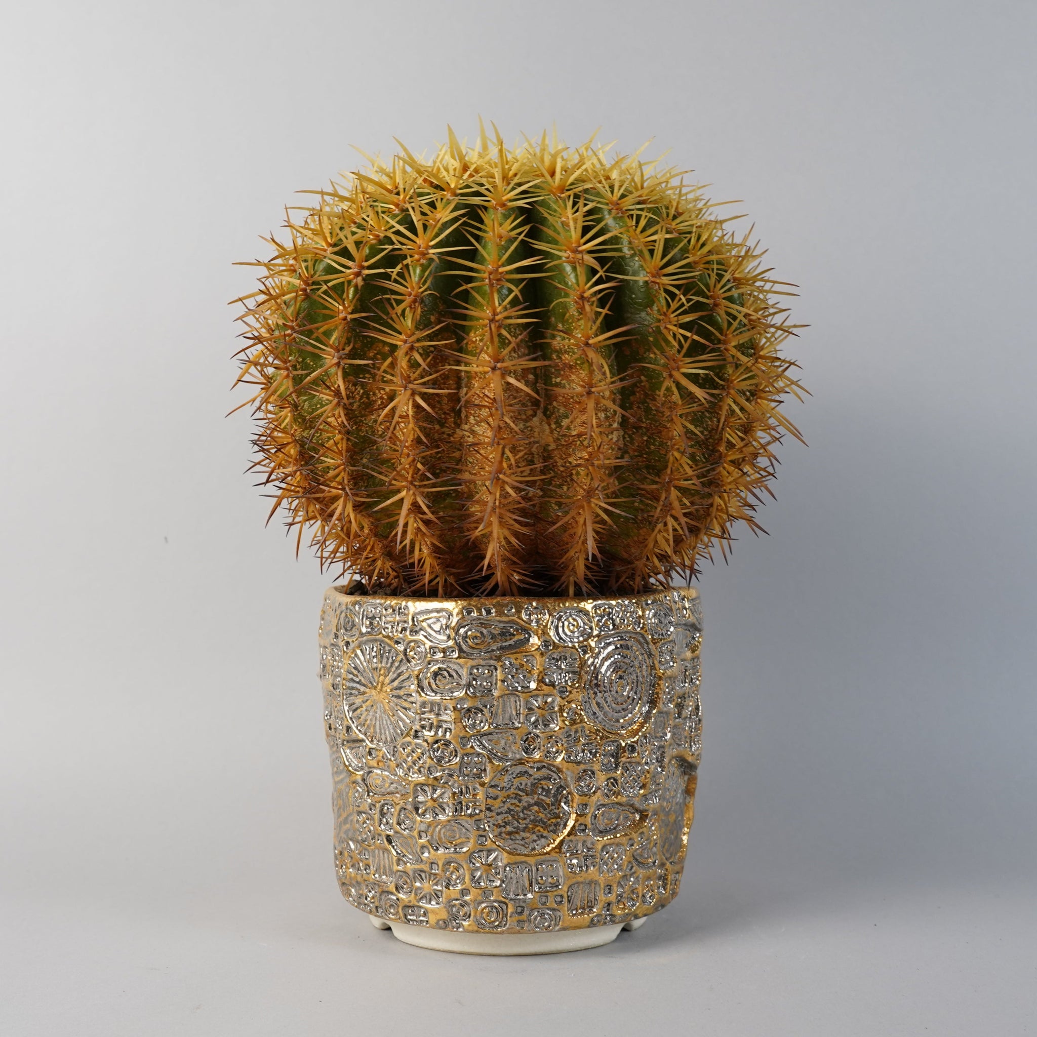 エキノカクタス 王金鯱 Echinocactus grusonii v./CA0169×鉢1kKE50