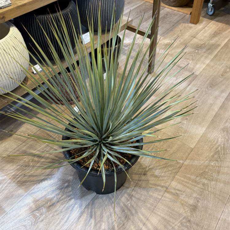 ユッカ ロストラータ 8号 – 鉢人