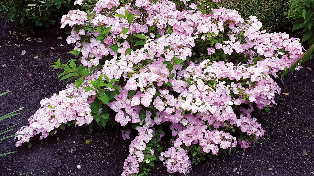 ハイドランジア フレンチボレロ | 株式会社ハクサン｜花や植物、園芸