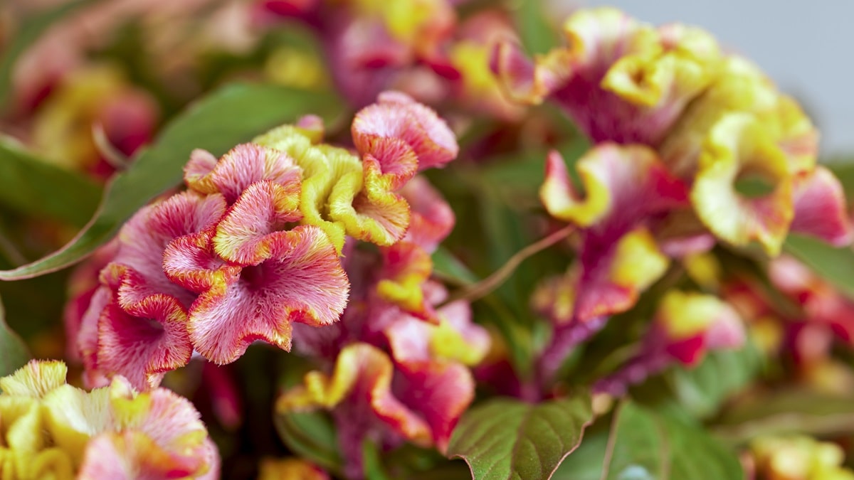 セロシア ホットトピック | 株式会社ハクサン｜花や植物、園芸資材を